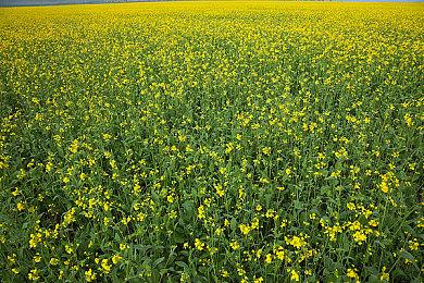 《刺客信条：幻景》官方4K截图公布